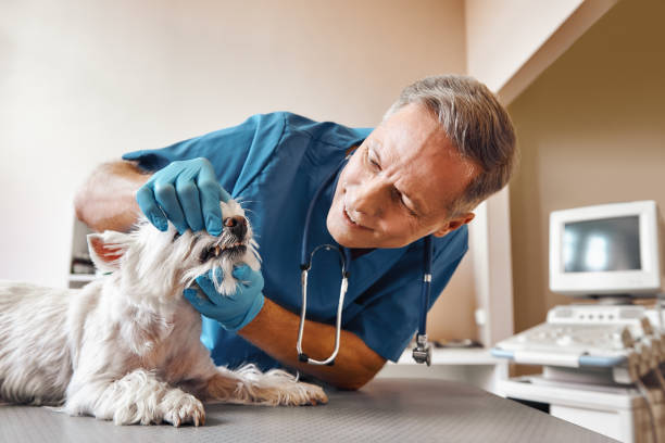 Best Emergency Root Canal Treatment in St Jaco, IL